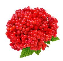 Red Berries Of Viburnum (arrow Wood) Isolated On White Background