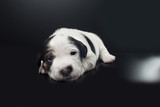 Fototapeta Konie - Jack Russell puppy isolated on black background
