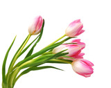 Fototapeta Tulipany - Pink tulips isolated on a pure white background 