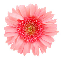 Pink Daisy Flower Isolated Over White Background