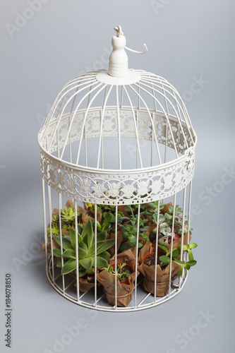 Fényképezés White birdcage decoration with succulent plants isolated on grey background