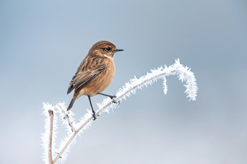 european stonechat on a frosted perch in winter
