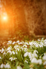 Canvas Print - white snowdrop flowers in spring