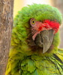 Close-up view of an Military Macaw (Ara militaris)