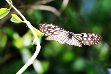 Poster - Butterfly