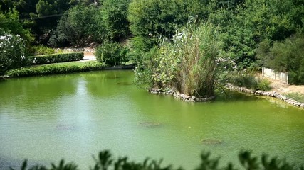 Wall Mural - ducks swimming in a public park pond