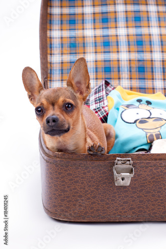 clothes for toy chihuahuas