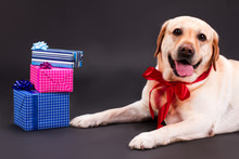 Happy Yellow Labrador And Gift Boxes. Beautiful Puppy Labrador With Red Ribbon On His Neck And Gift Boxes On Black Background, Studio Shot. New Year And Christmas Concept.