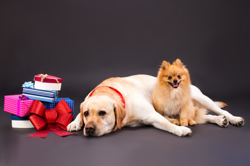 Cute dogs near gift boxes, studio shot. Adorable blonde labrador retriever and little orange pomeranian spitz with Christmas boxes on black background, studio portrait.