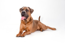 Cane Corso Lying With Tongue Stick Out. Beautiful Puppy Cane Corso Lying Isolated On White Background, Studio Portrait. Attractive Purebred Mastiff Boxer.