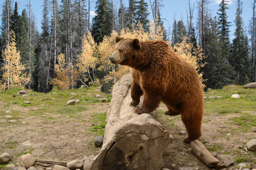 grizzly brown bear climbing over old log in autumn woods