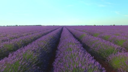 aerial close up: flying over countless rows of beautiful lavender growing on gravel in provence duri