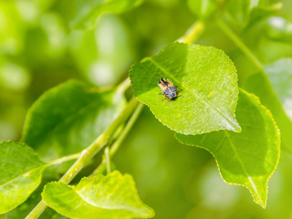 Wall Mural - larva of a Ladybug