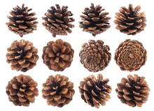 Pine Cones Isolated On White Background Closeup