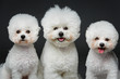 beautiful bichon frisee dogs