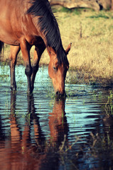 Bay coloured horse drinking from and reflected in a watering hole in country NSW, near Gooloogong, Australia