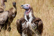 A lappet-faced vulture on the Kenyan savannah