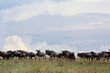 Migrating wildebeest on East African savannah