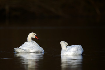 Zwei Höckerschwäne (Cygnus olor) auf einem See im Naturschutzgebiet Mönchbruch bei Frankfurt, Deutschland.