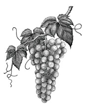 Grape Branch Hand Drawing Engraving Vintage Isolated On White Background