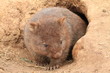 wombat with brown fur because of digging in sand
