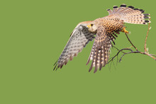 Common Kestrel Taking Off From The Tree Isolated On  Blurred Green Background And  Bright Sunlight.