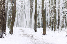 Magic Time For Walking In The Fresh Air/ Snow-covered Trees Along The Footpath In The Park In Winter