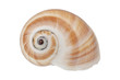 © NERYX - Snail shell on a white background