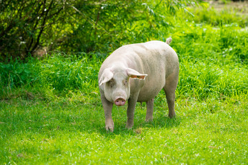 Sticker - pig  standing on a grass lawn. The pig on the meadow