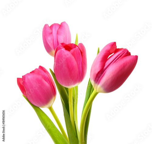 Photo Flower Tulips as Symbol of Romance and Love