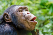 Portrait Of Happy Chimp Hooting With Green Background, Nigeria