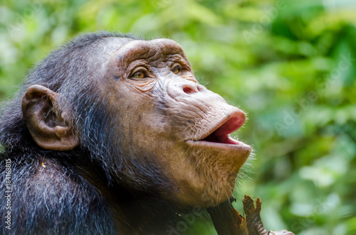 Fotografía Portrait of happy chimp hooting with green background, Nigeria