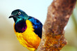 colorful shiny and glossy metallic colored golden-breasted starling (cosmopsarus regius) from africa with white eyes perching on a blurry branch