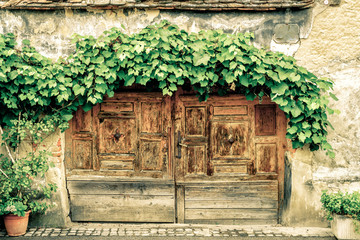 Poster - Door under grape vine