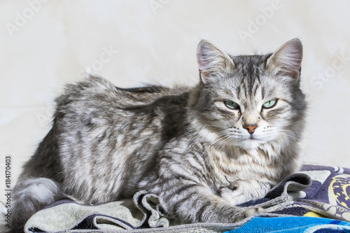 Cute Silver Cat In The Garden Long Haired Siberian Purebred