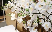 White Artificial Streaked Orchid Flowers Or Phalaenopsis