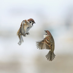 Canvas Print - a pair of cute little Sparrow birds fly in the winter sky next and argue