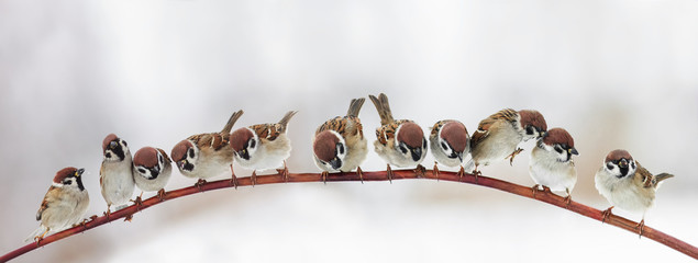 Wall Mural - pack a lot of funny little birds sparrows sitting on a branch in winter garden