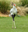 Close up of a male Secretary Bird strutting
