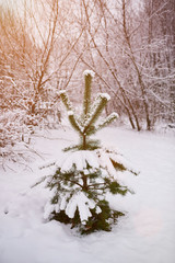 Wall Mural - small pine tree