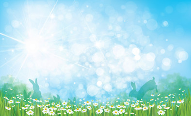 Wall Mural - vector summer nature background, chamomiles field, rabbits and blue sky.