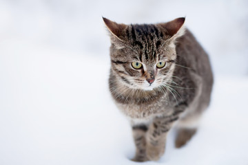 Wall Mural - Homeless cat portrait, walking alone, cold winter day.