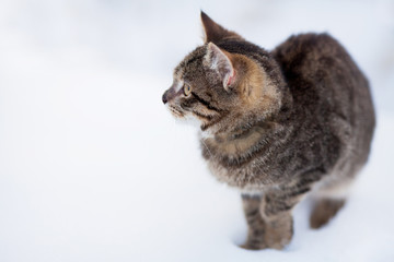 Wall Mural - Homeless cat portrait, walking alone, cold winter day.