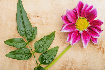 Flower on paper background