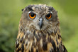 An owl with big orange eyes. Wildlife animal waiting for prey. Legally protect animal.