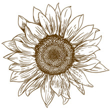 Engraving Drawing Illustration Of Big Sunflower