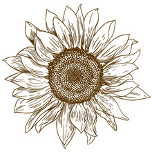 Sunflower Free Stock Photo Public Domain Pictures