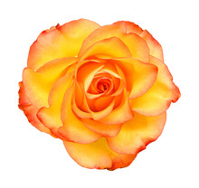 Macro Of Perfect Yellow Rose Flow