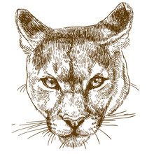 Engraving Illustration Of Cougar Head