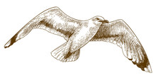 Engraving Drawing Illustration Of Flying Gull